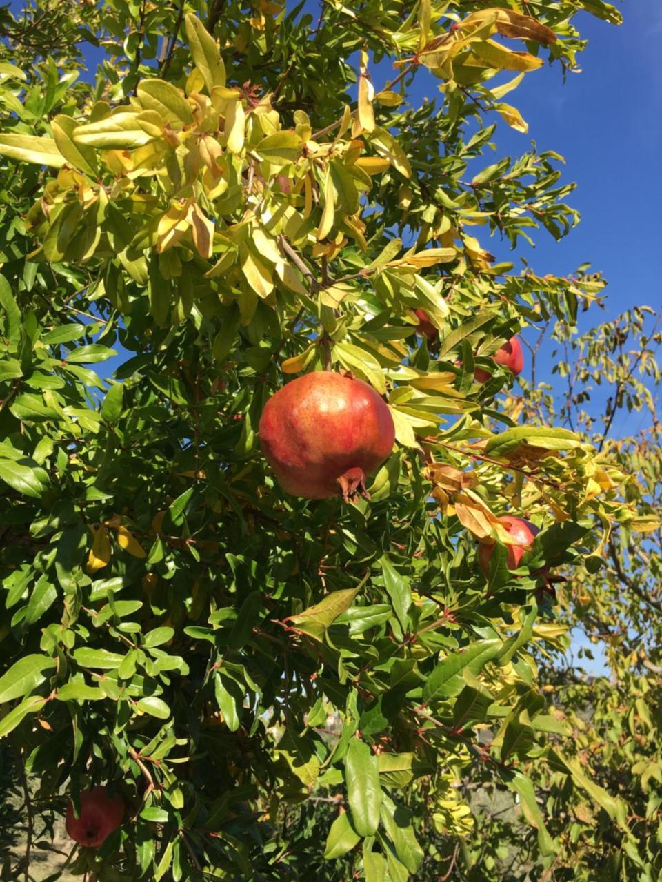 سان جيمينيانو Podere Bellavista المظهر الخارجي الصورة