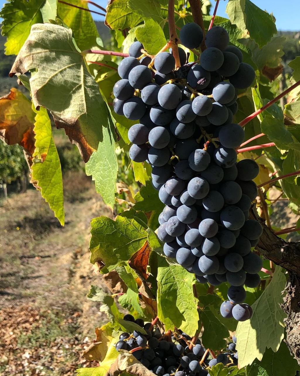 سان جيمينيانو Podere Bellavista المظهر الخارجي الصورة